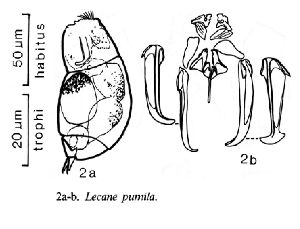De Smet, W H;J M Bafort (1990): Biologisch Jaarboek (Dodonaea) 58 